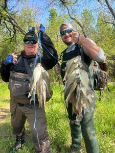 DFW creeks full of white bass