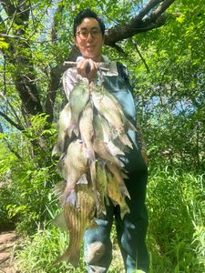 White bass blitz in North Texas