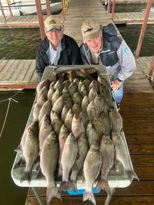 Dallas anglers land white bass