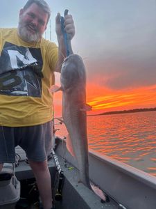 Photograph of a blue catfish caught in TX