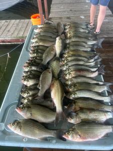 9 white bass and striped bass caught while fishing in TX