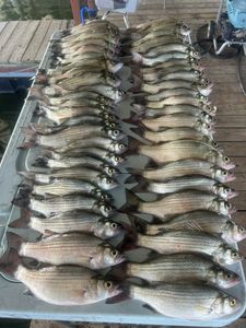 4 white bass and 1 striped bass caught in Plano