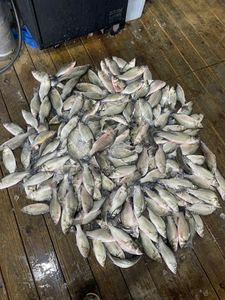Fishing in TX