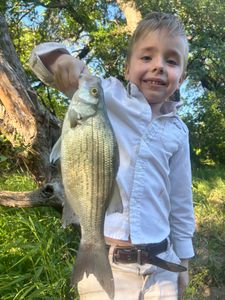 North Texas fish keep coming in