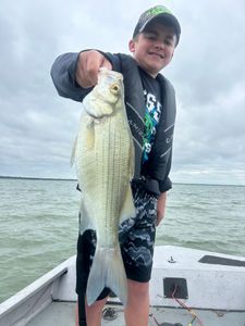 DFW white bass run is heating up