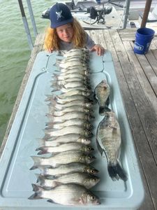 6 white bass, striped bass, and crappie fish caught in Plano