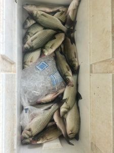 Four white bass and striped bass caught in Plano