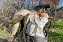 Angler holding 5 striped bass in TX