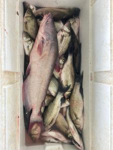 3 white bass fish caught in Plano