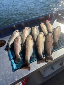 8 rainbow trout caught in Granite Bay