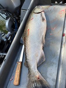 Photograph of a pink salmon caught while fishing in CA