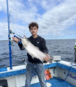 A single spotted weakfish being caught while fishing in WI