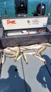 Three fish caught while fishing in OH