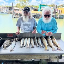 11 spotted weakfish and black drum caught fishing in TX