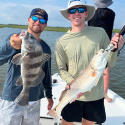 Two anglers caught Black Drum fish in TX