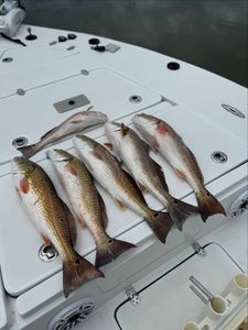 Exciting fishing adventure in TX