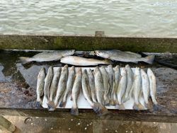 11 spotted weakfish caught in TX