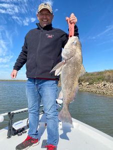 Catch of the day: A Black Drum fish caught in TX