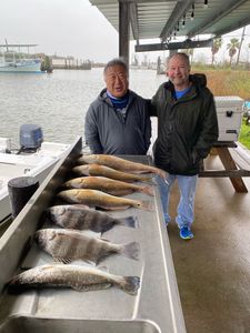 5 black drum caught while fishing in TX