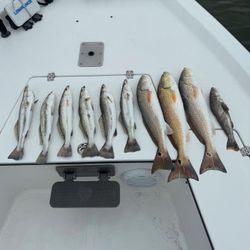7 black drum and redfish caught fishing in TX