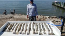 4 fish caught in TX