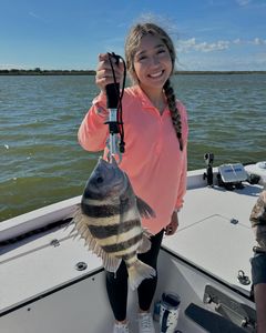 Sheepshead fish caught by angler in League City