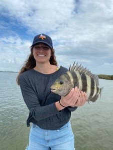Sheepshead fish caught by angler in League City