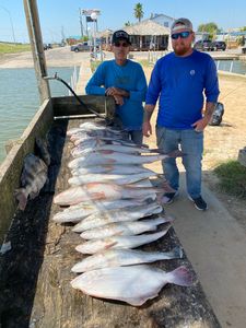 Three sheepshead fish caught in League City