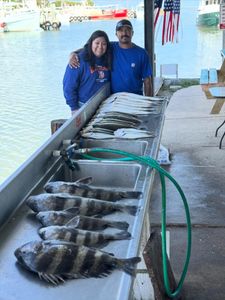 Three sheepshead fish caught while fishing in TX