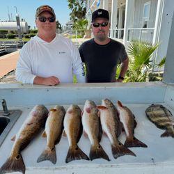 7 Sheepshead and Redfish caught in League City