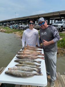 Three spotted weakfish, 33 inches long, caught while fishing in TX