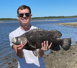 Tripletail fish caught in Crystal River