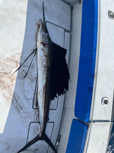 Atlantic sailfish caught and displayed on boat deck after successful fishing trip