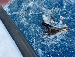 Atlantic sailfish jumping out of churning blue ocean water near fishing boat