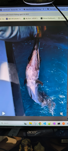 Large fish being pulled from blue water during fishing trip