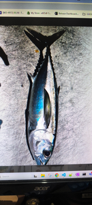 Fresh caught blackfin tuna displayed on boat deck after successful fishing trip