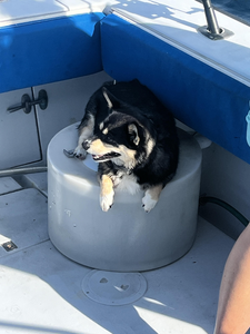 Black and tan dog sitting in a large circular container on a fishing boat deck