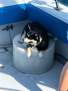 Black and tan dog sitting in a bucket on a fishing boat deck