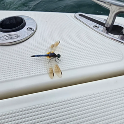Dragonfly with golden wings resting on white boat deck during fishing trip