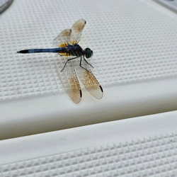 Dragonfly with translucent wings and dark blue body perched on white fishing net