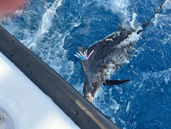 Large fish being brought alongside fishing boat in blue ocean water
