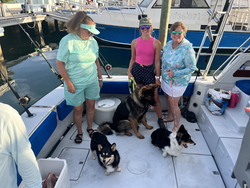 Fishing boat deck with dogs and fishing equipment at marina