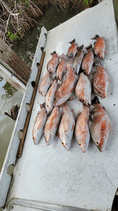 Absolutely blasted today with 5 fish including Grey Snapper and Lane Snapper!