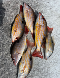 Fresh caught lane snapper fish displayed on boat deck after successful fishing trip