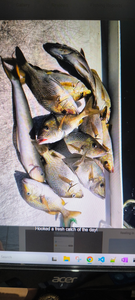 Fresh catch of multiple fish species including white grunt displayed on cleaning station after successful fishing trip