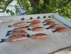 Eleven grey snapper fish laid out on white boat deck after fishing trip