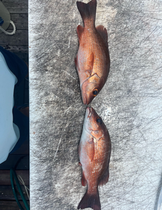 Two freshly caught grey snapper fish displayed on boat deck after successful fishing trip