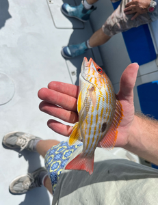 Lane snapper caught while fishing, held in hand on boat deck