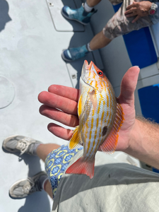 Lane snapper caught while fishing, held in hand on boat deck