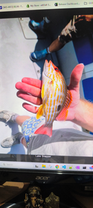 Lane snapper fish held in hand showing yellow stripes and red fins